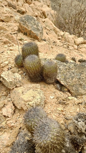 Copiapoa decorticans