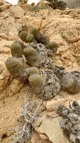 Copiapoa decorticans
