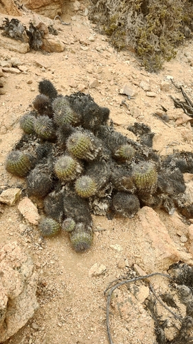 Copiapoa decorticans