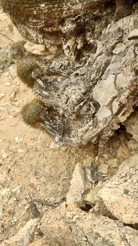 Copiapoa decorticans