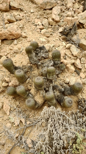 Copiapoa decorticans