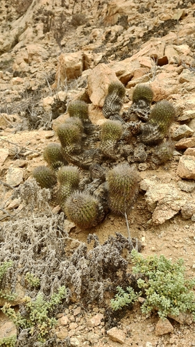 Copiapoa decorticans