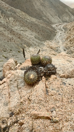 Copiapoa decorticans