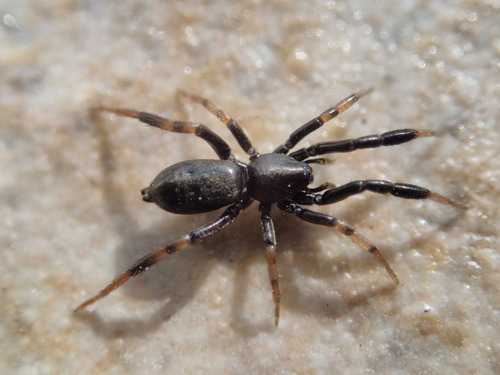 Setaphis à tibias poilus