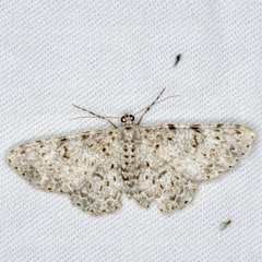 Thallogama corticola