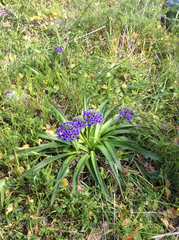 Scilla peruviana