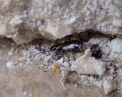 Microlestes