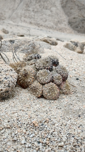 Copiapoa ahremephiana