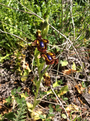 Ophrys speculum