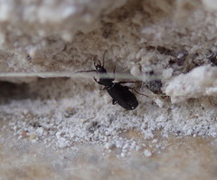 Microlestes