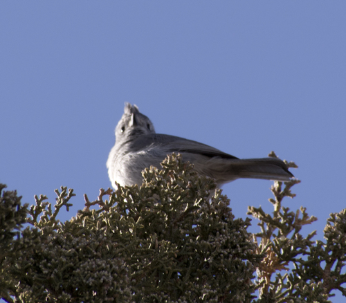 Baeolophus ridgwayi
