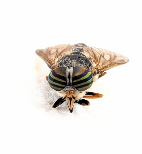 iNaturalist observation photo of Striped Horse Fly