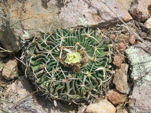Stenocactus phyllacanthus