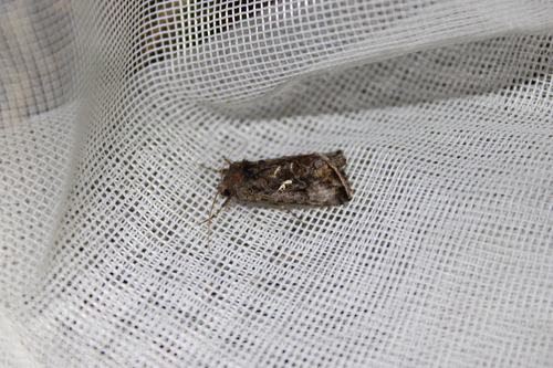 Common Looper Moth photo 5