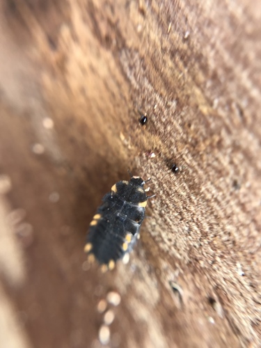 False Ladybird