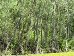 Tessaria integrifolia