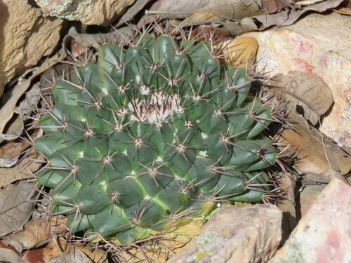 Mammillaria wagneriana