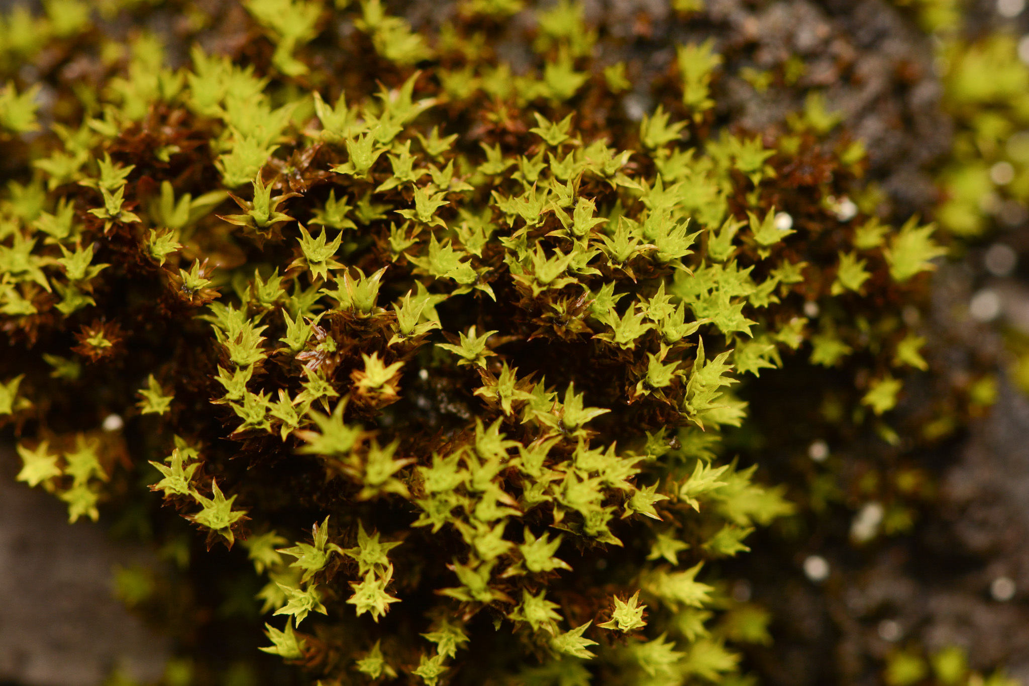 Bryoerythrophyllum ferruginascens