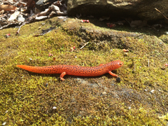 Pseudotriton ruber ruber