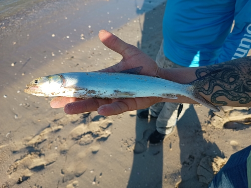 Ladyfish (Elops affinis) — Elopidae — 3