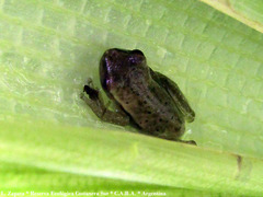Dendropsophus nanus