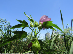 Hibiscus striatus