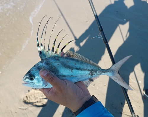 Jack (Nematistius pectoralis) — Nematistiidae — 3