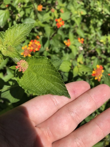 Lantana camara image
