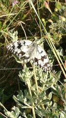 Melanargia russiae