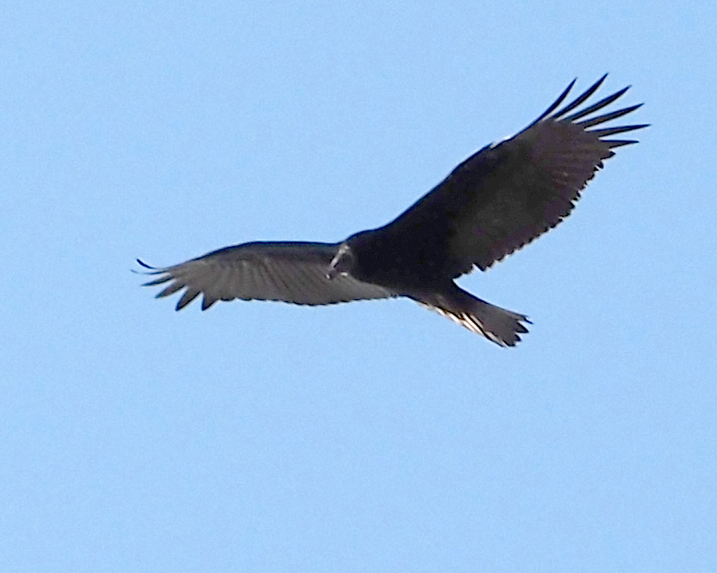 Turkey Vulture from Rouge, Toronto, ON, Canada on October 4, 2023 at 10
