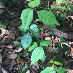 Toxicodendron radicans image