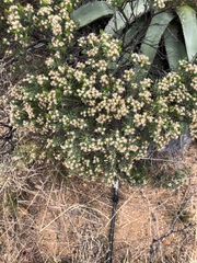 Ericameria laricifolia