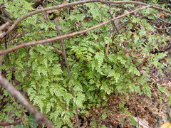 Pteris saxatilis