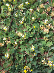 Tripodion tetraphyllum