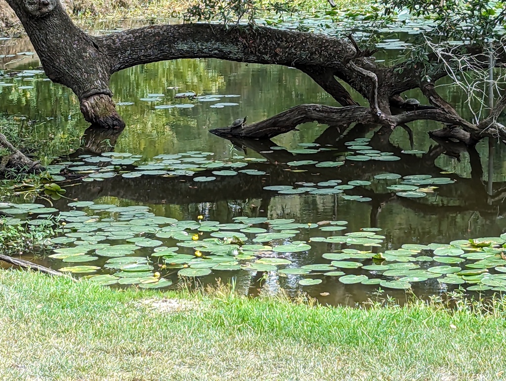 Turtles and Tortoises from Brownfields, LA, USA on October 3, 2023 at