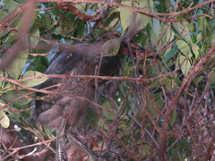 Egretta rufescens