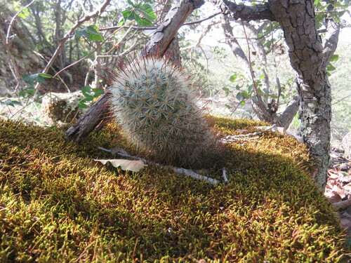 Mammillaria moelleriana