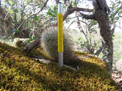 Mammillaria moelleriana