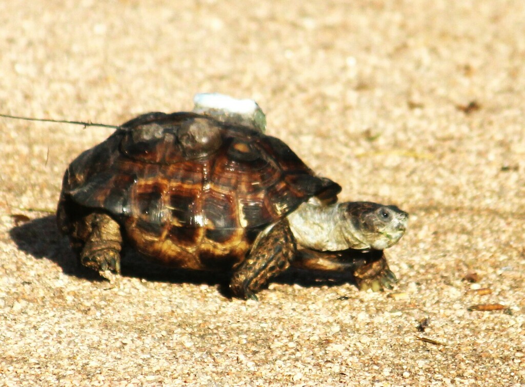 Texas Tortoise in October 2023 by Philip Woods. feeding along and ...