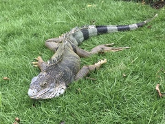 Iguana iguana