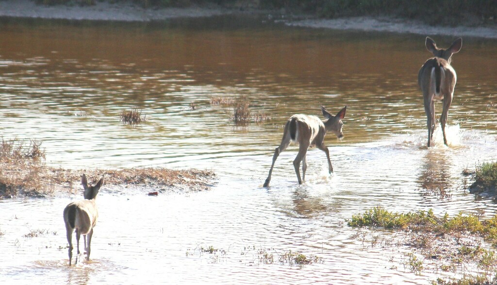 Whitetailed Deer from South Side, Corpus Christi, TX, USA on October 3