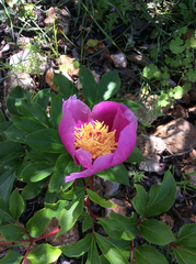 Paeonia broteri