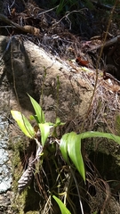 Prosthechea varicosa