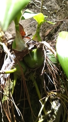 Prosthechea varicosa