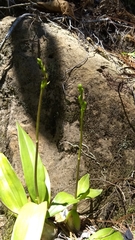Prosthechea varicosa