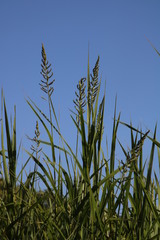 Echinochloa pyramidalis