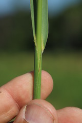 Echinochloa pyramidalis