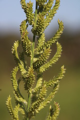 Echinochloa pyramidalis