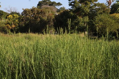 Echinochloa pyramidalis