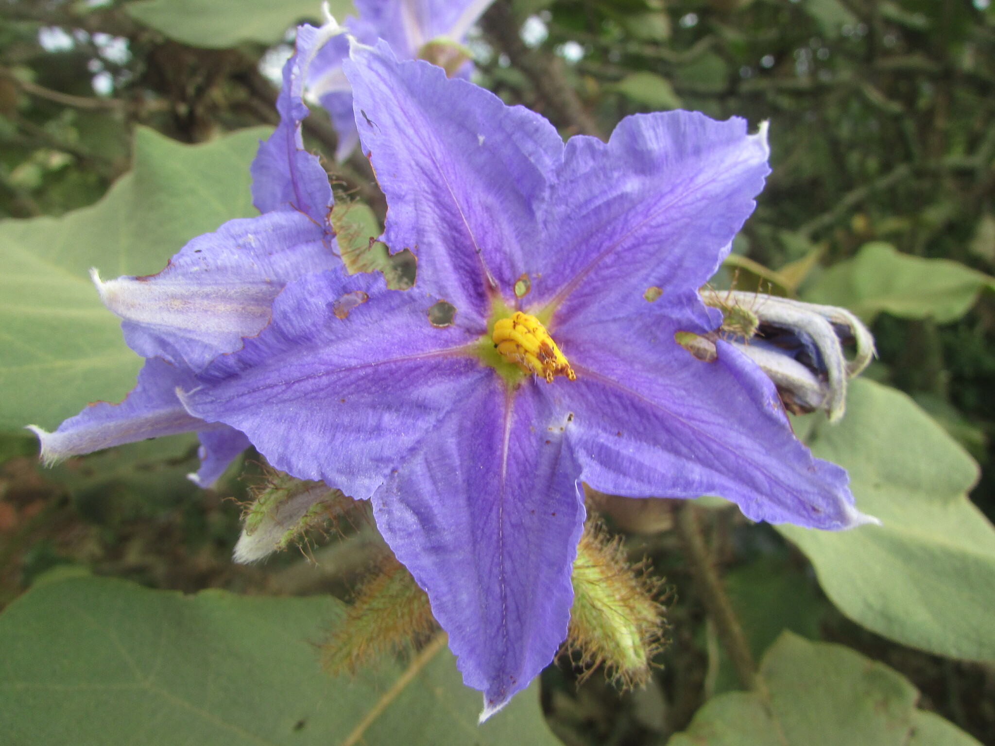 Solanum crinitum